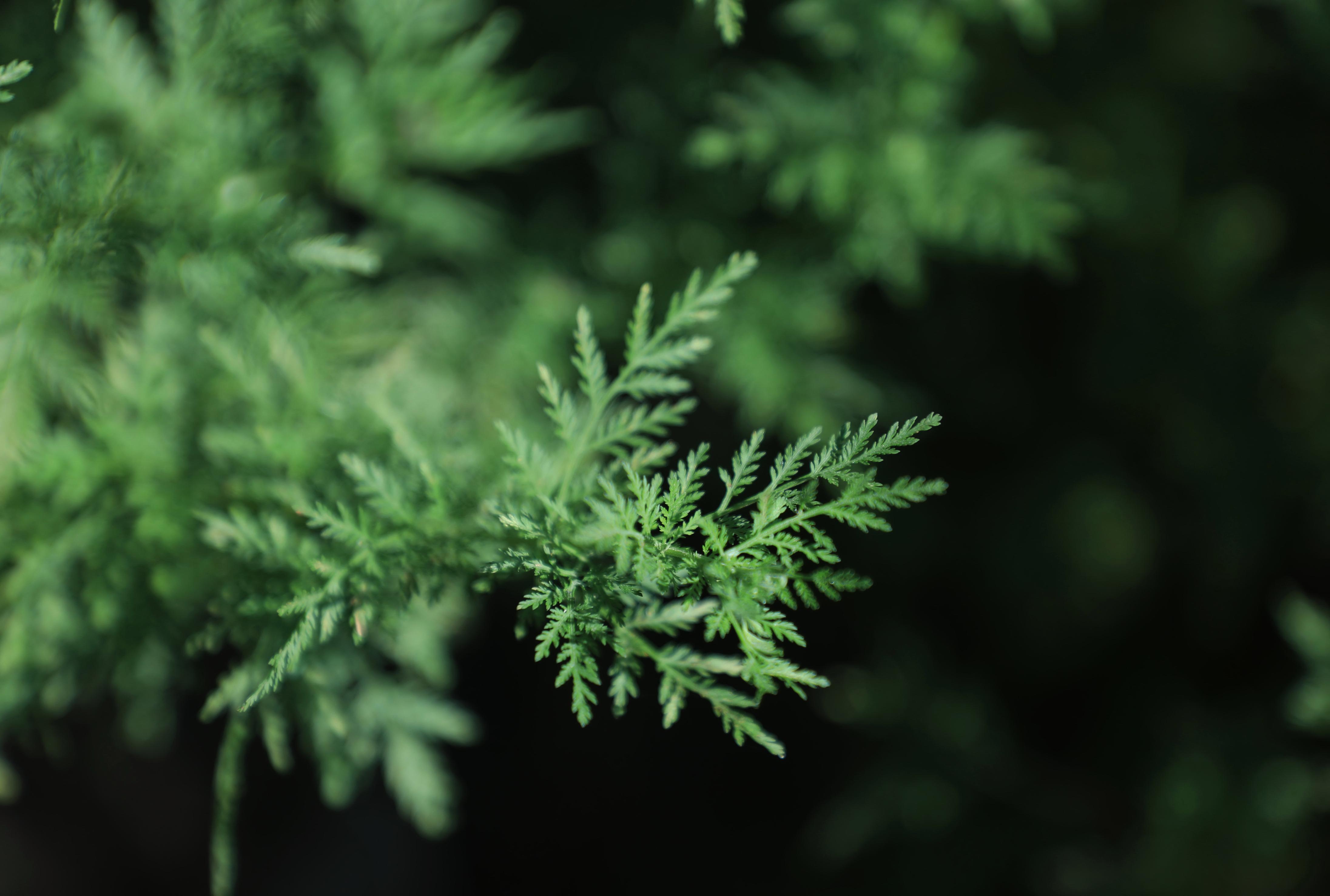 The Artemisia annua Plant